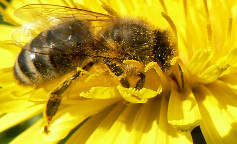 photo d'abeille sur un pissentit